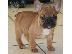 PoulaTo: French bulldog FAWN 3,5 μηνών, αρσενικό